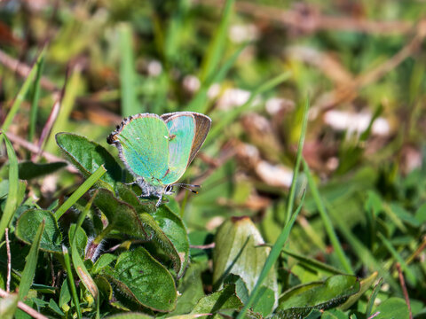 A Green Hairstreak Resting on a Leaf
