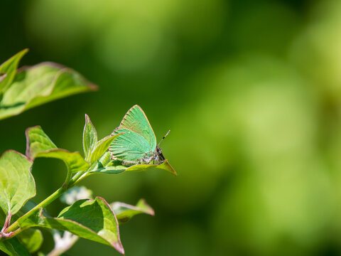 A Green Hairstreak Resting on a Leaf