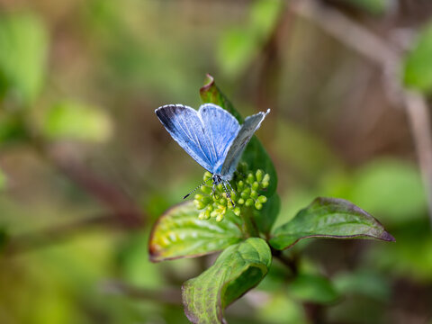 A Holly Blue Butterfly