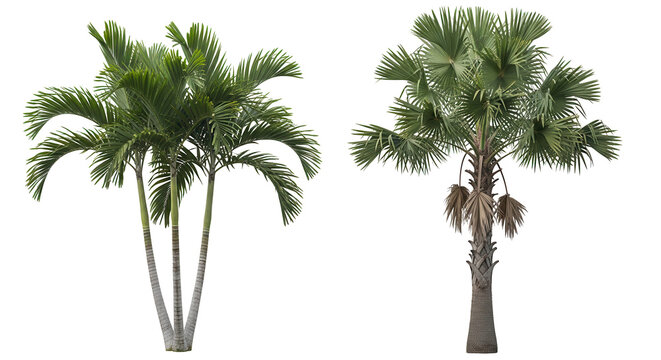 Set of Areca catechu and Washingtonia filifera frontal isolated png on a transparent background perfectly cutout