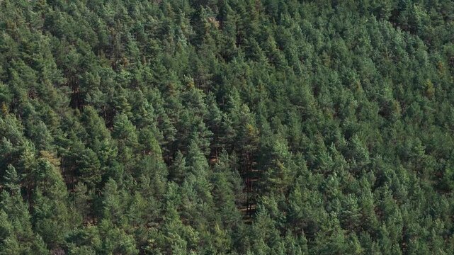 Drone footage of endless forest canopy with dense conifer trees covering landscape under bright sunlight and cloudless sky