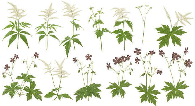 Set of Aruncus sylvester (the goat's beard) and Geranium phaeum isolated png on a transparent background perfectly cutout high resolution