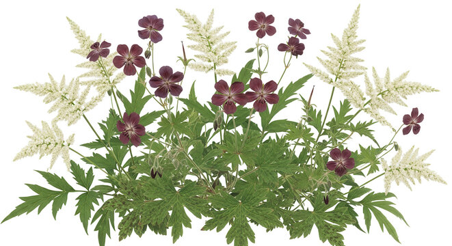Set of Aruncus sylvester (the goat's beard) and Geranium phaeum isolated png on a transparent background perfectly cutout high resolution