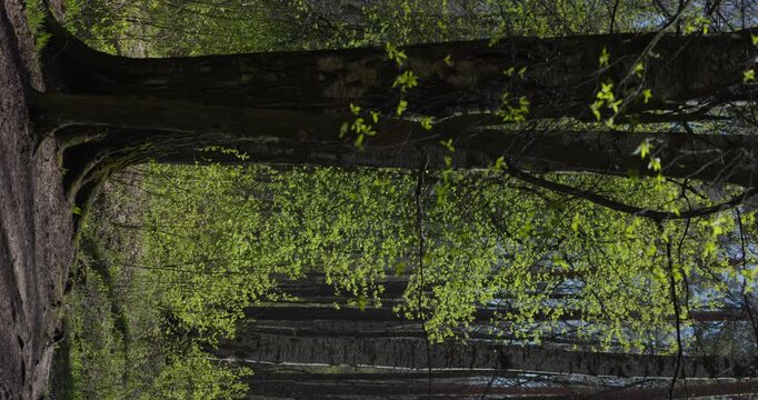 a path through a birch thicket in a spring park at sunset, bright new greenery illuminated by the back light, black tree trunks, fresh foliage