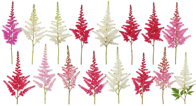 Set of Astilbe chinensis (commonly known as false goat's beard, tall false buck's beard, Chinese astilbe) isolated png on a transparent background perfectly cutout high resolution