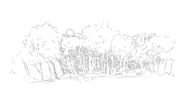 Dense forest thicket sketch with tall wild grass and woodland trees for nature background.