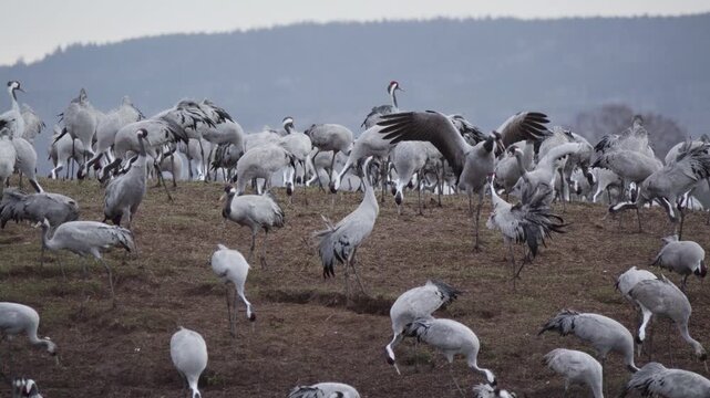 Common Cranes at Nordic Sunrise