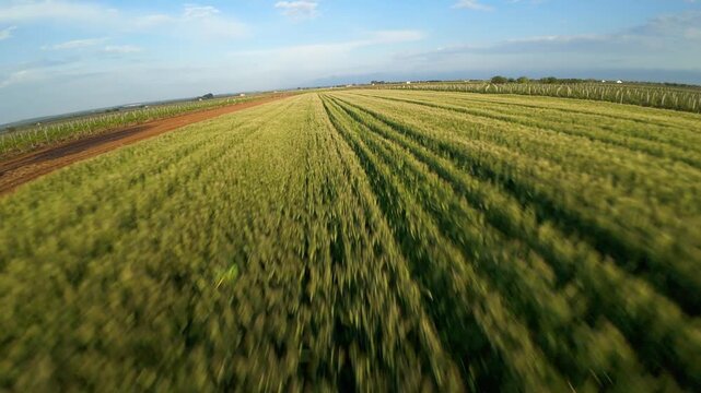Volo FPV su un campo di grano verde al tramonto, Puglia - Salento, Italia