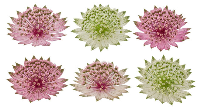 Set of Astrantia major (the great masterwort) frontal isolated png on a transparent background perfectly cutout high resolution