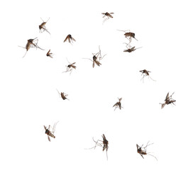 Swarm of Mosquitoes Flying Isolated on Transparent Background. © Nexira