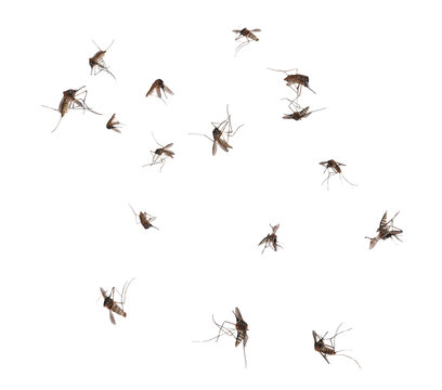 Swarm of Mosquitoes Flying Isolated on Transparent Background.