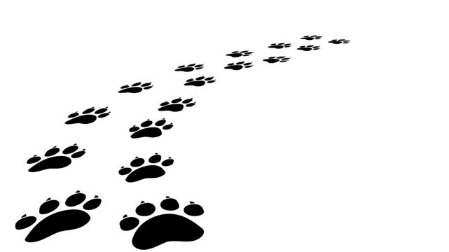 animal footprints on transparent background, cat path, isolated simple flat style	
