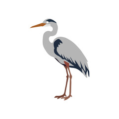 Fototapeta premium Grey heron bird standing, vector illustration