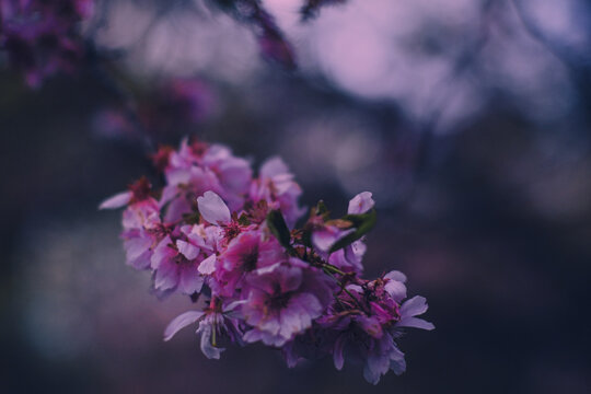 lilac flowers in spring