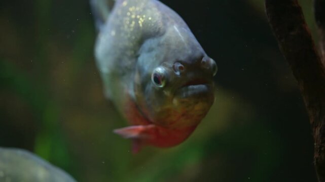 Group of piranhas swimming quietly while waiting for prey with detailed close shots of jaws and teeth in slow motion
