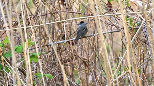 Blackcap singing on reed at dawn recorded in slow motion showing bird vocalizing in soft sunrise light in wetland setting
