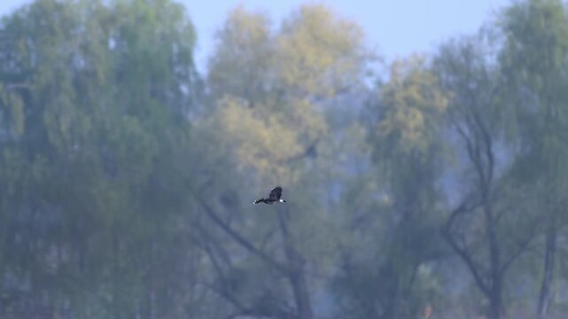 Group of lapwings flying over lake feeding on insects in slow motion with clear view of crest and wing movement
