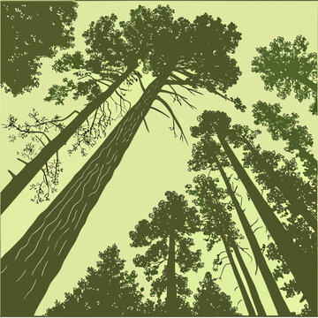 Looking up at tall pine trees against a light green sky with look up tree trunk forest canopy branches silhouette illustration environment outdoors overhead woodland wilderness abstract