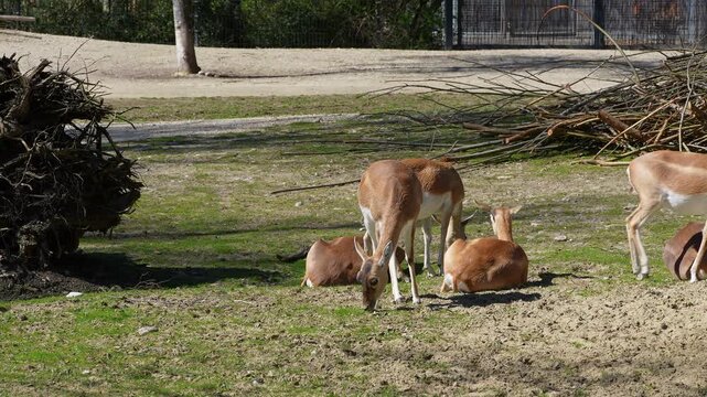 The Indian Blackbuck, Antelope cervicapra or Indian antelope inhabits grassy plains and slightly forested areas. Fast animals, the blackbuck can run at as high as 80 kilometers per hours.