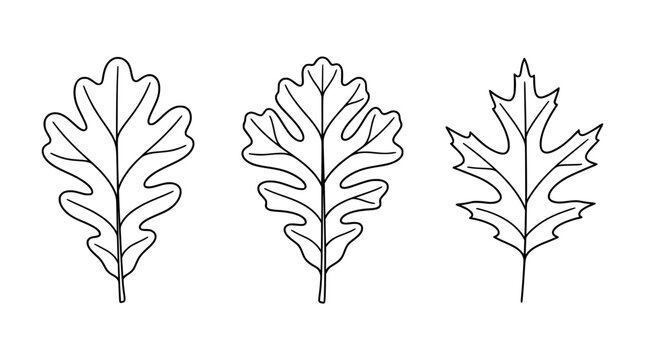 Showcasing three stylized oak leaves in minimal line art, this image emphasizes their texture and form, making it ideal for nature-inspired and organic themed designs.