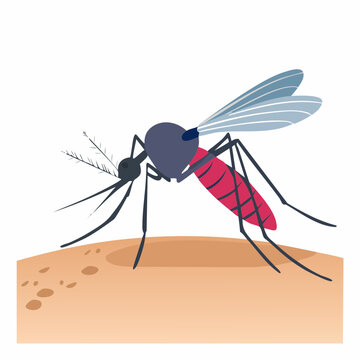 Mosquito Biting Skin
