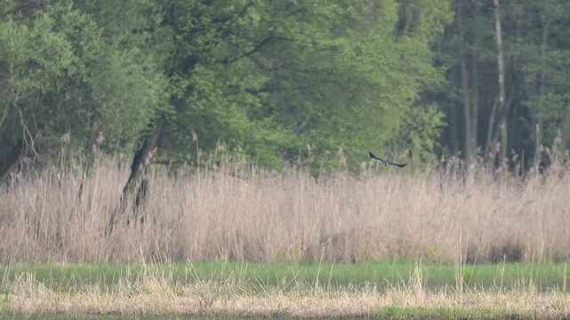 Several lapwings flying together above lake catching insects in slow motion with detailed view of plumage and crest
