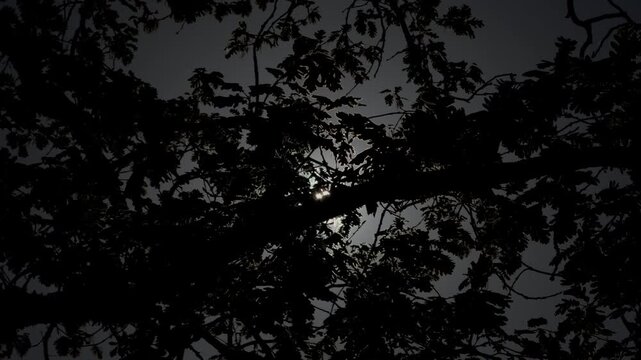 Slow Motion Sunlight Through Dark Tree Canopy at Dawn