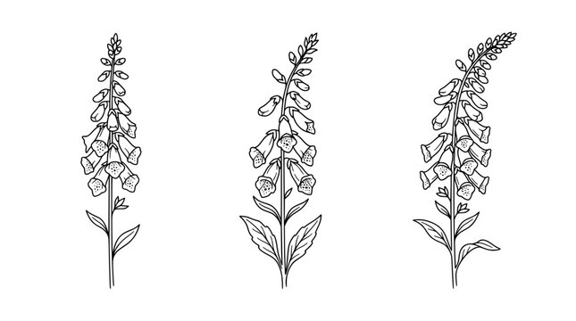 This image features a delicate line art design of foxglove flowers, showcasing their beautiful outlines and monoline style, perfect for minimalistic decor and nature themes.