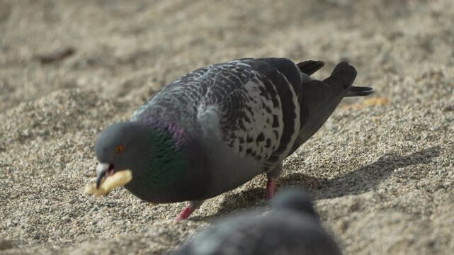 Pigeon bird eating grey pigeon scavenging for food and eating crumbs on a sandy beach