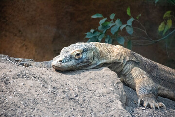 Fototapeta premium Close-up of a Komodo dragon resting on a rocky surface. This majestic reptile symbolizes biodiversity and conservation efforts.