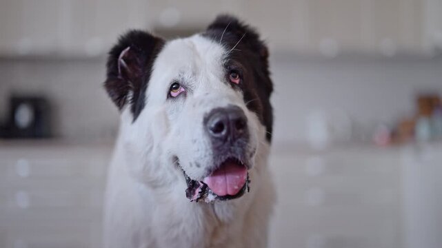 Calm and happy Alabai dog in modern home kitchen, soft light 4K close-up