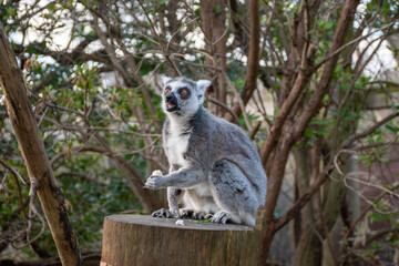 Fototapeta premium A ring-tailed lemur native to Madagascar, seen in its natural habitat. This playful primate embodies wildlife conservation and unique biodiversity.