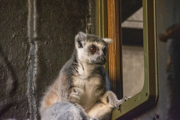 Fototapeta premium Ring-tailed lemur exhibiting curious behavior, emphasizing Madagascar's unique wildlife and conservation needs. Perfect for nature and animal enthusiasts.
