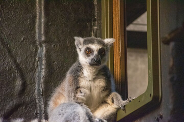 Fototapeta premium Ring-tailed lemur resting, native to Madagascar. A memorable glimpse into wildlife reflecting biodiversity and conservation efforts.