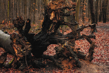Uprooted Fallen Tree With Exposed Roots in Autumn Forest Covered With Red Leaves © Tom