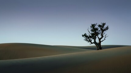Fototapeta premium A lone tree stands on a sandy hill in a desert landscape at sunset.