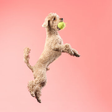 A light brown poodle flies through the air carrying a toy. The background is pink and flat, emphasizing the flying shape.
