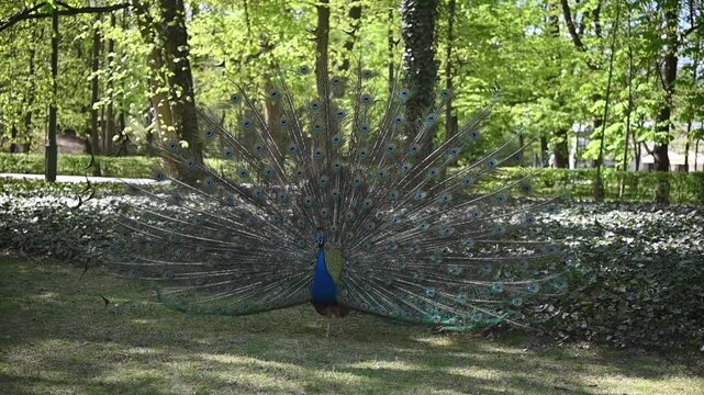 Peacock Displaying Fan Tail Feathers in Green Spring Park Nature Wildlife