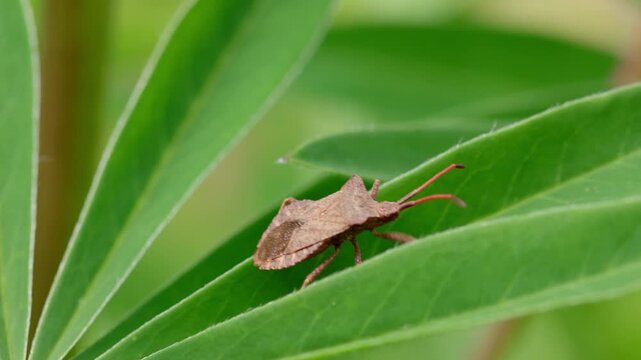 A Squashbug or Dock Bug resting on a Lupin leaf. Spring. UK