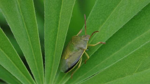 A green coloured Shieldbug or Stinkbug, resting on Lupin leaves. Spring. UK