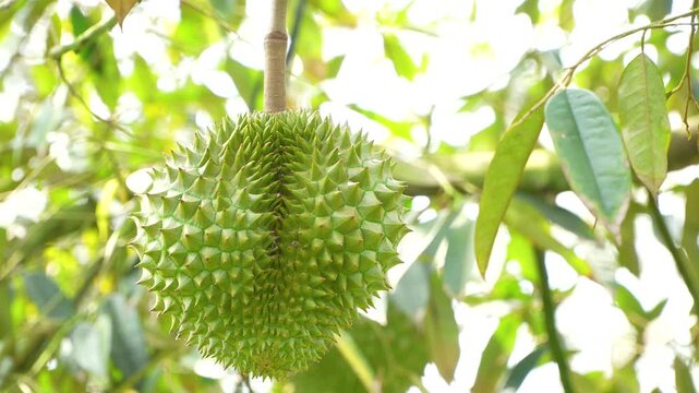Unique natural heart-shaped Vietnamese Ri6 durian fruit growing on tree.