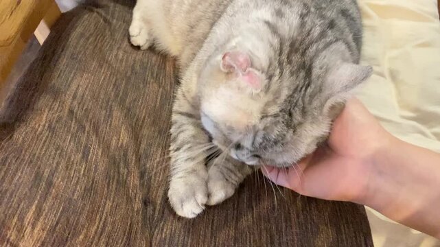 飼い主に喉を撫でられてうっとりする猫、幸せそうな表情