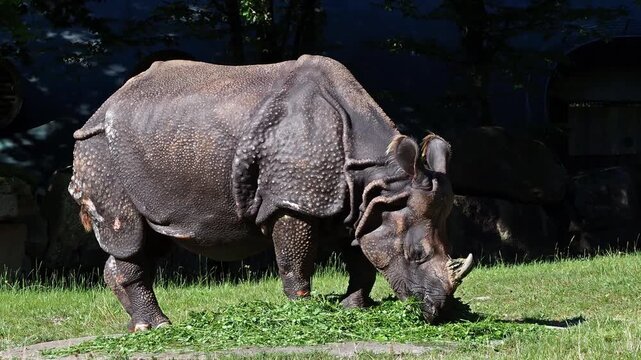 The Indian Rhinoceros, Rhinoceros unicornis is also called Greater One-horned Rhinoceros and Asian One-horned Rhinoceros and belongs to the Rhinocerotidae family.