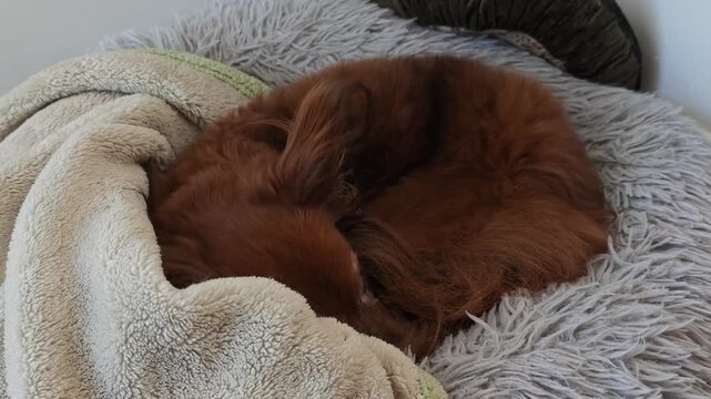 Senior ginger dog curled up on soft gray cushion at home slowly waking up, cozy domestic scene with fox-like appearance, peaceful rest turning into gentle alertness, warm natural light, horizontal vid