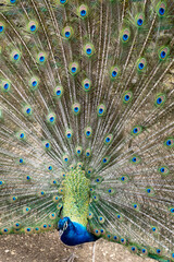 Fototapeta premium Peacock displaying colorful tail feathers in full courtship display