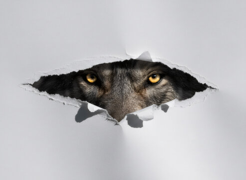 Wolf looking through a hole in white paper. Wild predator peeking from torn background. Mysterious animal eyes in dark gap. Concept of discovery, hidden danger and nature mystery.