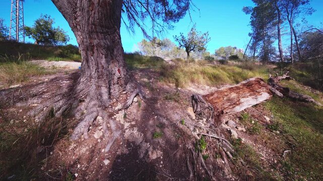 Ancient Pine Tree Roots and Fallen Log
