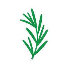 Obraz premium Illustration of a rosemary sprig with short green needles on a white background