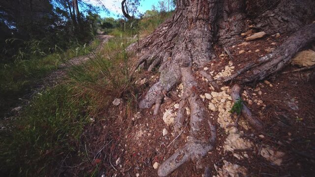 Exposed Pine Tree Roots on Forest Path