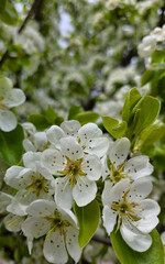 Fototapeta premium Close-up of white pear blossoms on a tree branch in spring